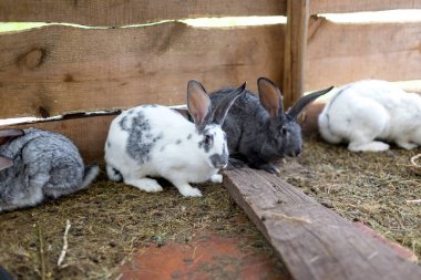 Küçük bir barakada bir grup tavşan Yetiştirmek