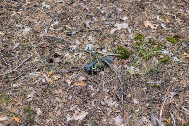 Çam ormanı içinde eski kayıp tek ayakkabı. 