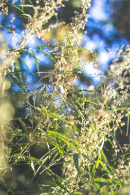 Bir kenevir bitki, kırsal kesimde bir esrar çalı
