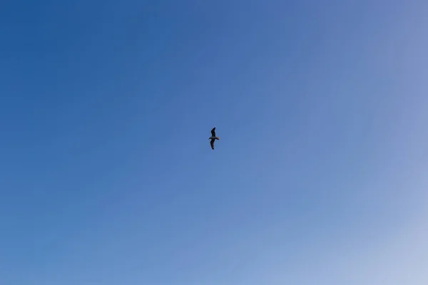 푸른 하늘 배경에 있는 갈매기 — 스톡 사진