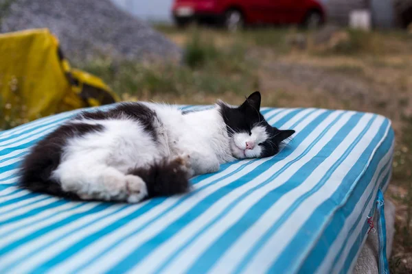 Грязная черно-белая сельская кошка лежит на открытом воздухе на полосатом матрасе — стоковое фото