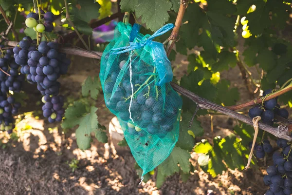 Uve mature protette con sacchetti a maglie sottili appesi ai rami — Foto Stock