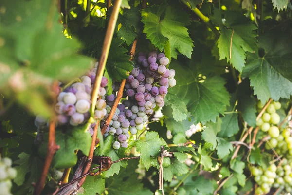 Racimo de uvas maduras en una vid — Foto de Stock