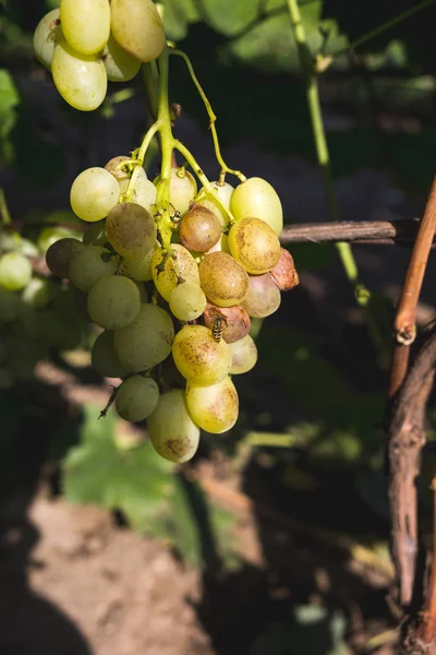 Avispa sentado en una baya y come uvas maduras . — Foto de Stock