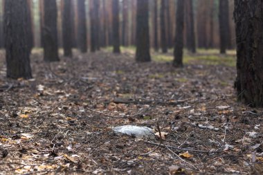 Bir çam ormanında yerde beyaz plastik şişe.