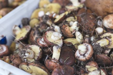 Arka planda bir sepet dolusu taze mantar var..