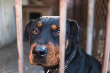 Rottweiler eski bir kuşhanede. Tonlanmış, tarz fotoğrafı..
