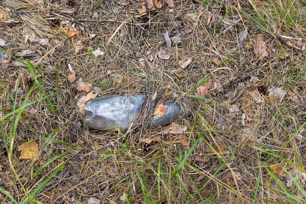 Botella de plástico blanco en el suelo en un bosque de pinos . — Foto de Stock