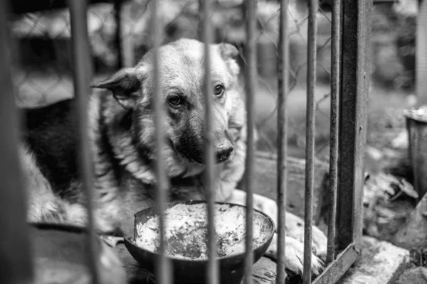 Un gran pastor triste en un viejo pajarito . —  Fotos de Stock