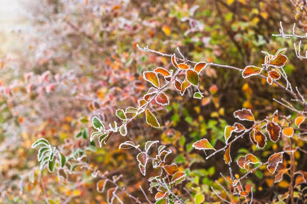 Φύλλα καλυμμένα με πάγο το φθινόπωρο — Φωτογραφία Αρχείου