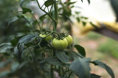 Kırsal bir serada olgunlaşmamış yeşil domates