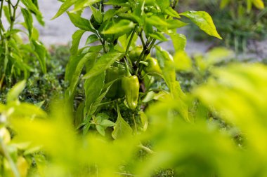 Kırsal bir bahçede güzel yeşil biber