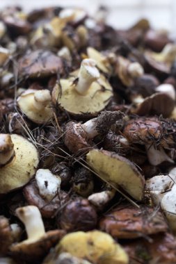 Arka planda bir sepet dolusu taze mantar var..