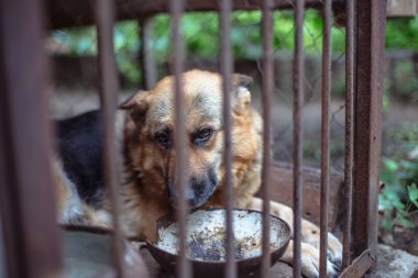 Yaşlı bir kuşhanede büyük üzgün bir çoban. Tonlanmış, tarz fotoğrafı..