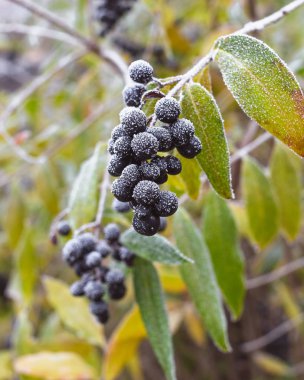 Bush zehirli siyah meyveleri hoarfrost ile kaplı