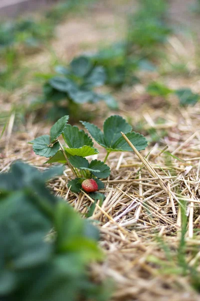 Mulching aardbeien in de tuin. — Stockfoto