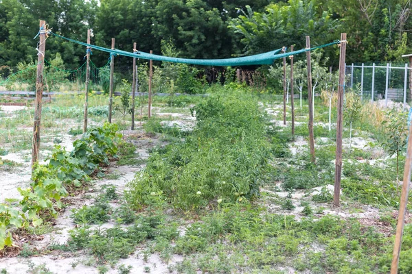 Unreife grüne Tomaten in einem ländlichen Garten — Stockfoto