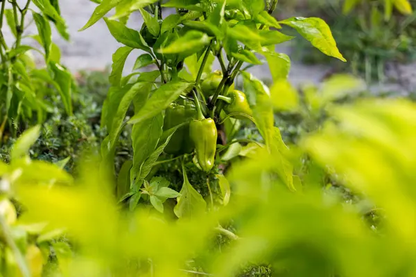 Hermosos pimientos verdes en un jardín rural —  Fotos de Stock