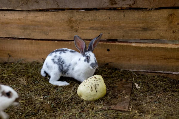 Kaninchenzucht in einem kleinen Schuppen — Stockfoto
