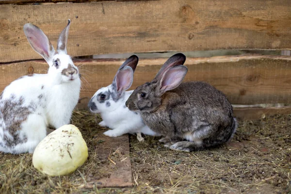 Šlechtění skupiny králíků v malé kůlně — Stock fotografie