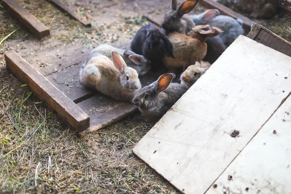 Criando um grupo de coelhos em um pequeno galpão — Fotografia de Stock