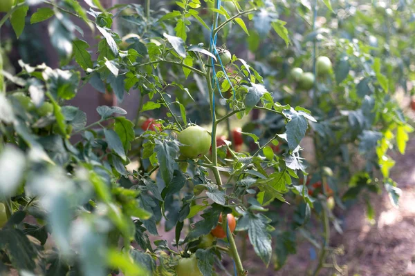 Tomaten telen in een kas — Stockfoto