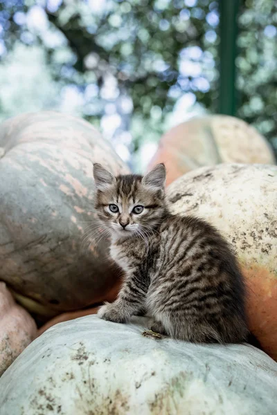 Gatinho cinza bonito sentado em uma pilha de abóboras — Fotografia de Stock