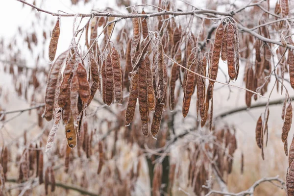 Semillas de acacia cubiertas de escarcha en una rama —  Fotos de Stock