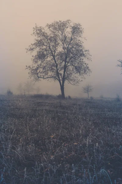 Őszi táj vastag ködben és fagyban az ágon — Stock Fotó