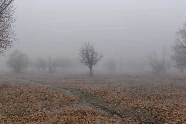 Podzimní krajina se stromy v husté mlze a mrazu na větvi — Stock fotografie