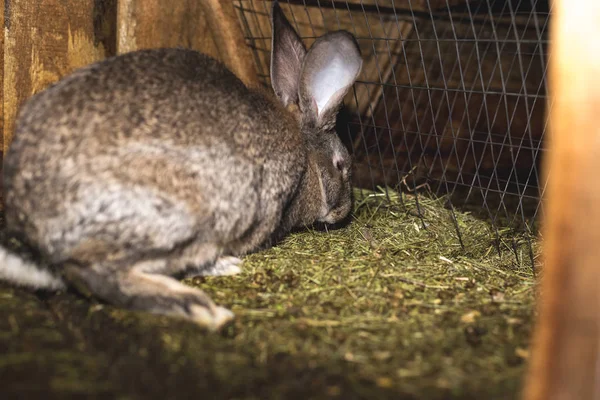 Allevamento conigli. Conigli in una fattoria in una gabbia di legno. Conigli in — Foto Stock