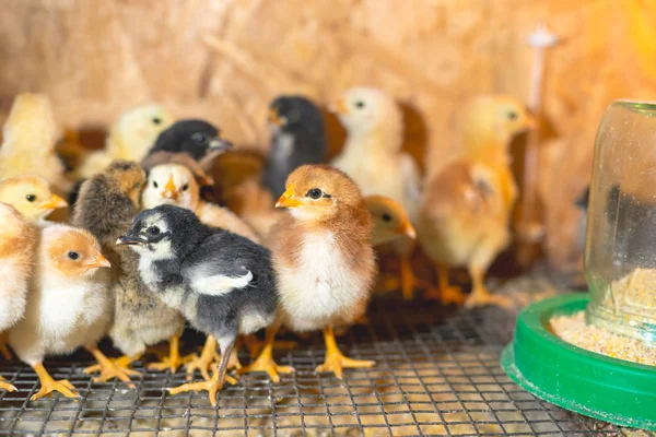 Pollitos en un establo de la granja — Foto de Stock