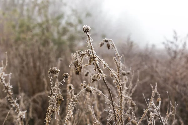 Campo de grama e flores cobertas com geada — Fotografia de Stock