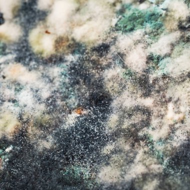 Küf ve mantarla kaplı bir balkabağı. Tasarımcılar için doku arkaplanı.