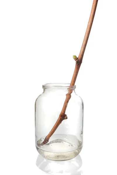 Process Growing Grapes Saplings Vine Germinated Vine Grapes Glass Jar — Stock Photo, Image