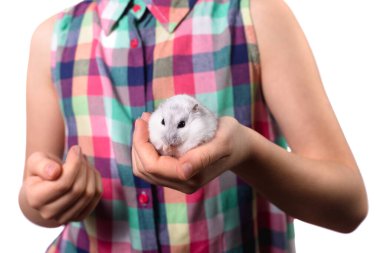 Beyaz arka planda beyaz hamsterlı tatlı küçük kız.