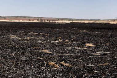 Kavrulmuş kamış tarlası. Dikkatsiz ateş etme sonucu oldu. İnsan doğayla temasın sonucu..