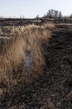 Kavrulmuş kamış tarlası. Dikkatsiz ateş etme sonucu oldu. İnsan doğayla temasın sonucu..
