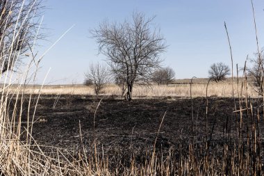 Kavrulmuş kamış tarlası. Dikkatsiz ateş etme sonucu oldu. İnsan doğayla temasın sonucu..