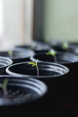 Tohumları ekmeye hazırlama süreci