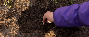 Tomurcuklanmış mısır taneleri ekme süreci. Küçük tatlı kız mısır ekiyor.