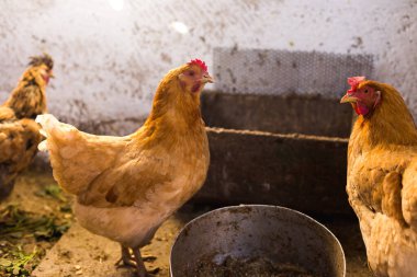 Küçük bir tavuk kümesinde tavuk yetiştiriyor.