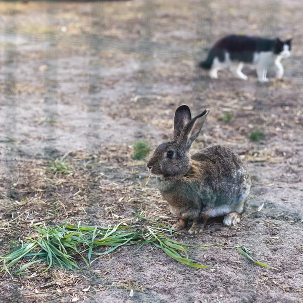 토끼는 범위에서 먹습니다 고양이는 뒤에서 토끼에게 다가간다 — 스톡 사진