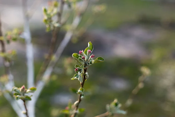 Цветущая Ветвь Молодой Яблони Фоне Заката — стоковое фото