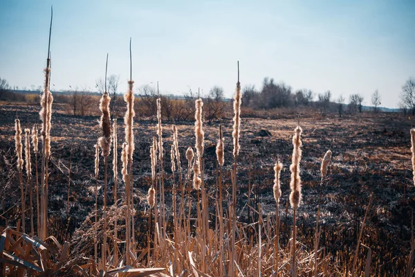 Καμένο Χωράφι Καλάμια Συνέπειες Του Απρόσεκτου Χειρισμού Της Φωτιάς Αποτέλεσμα — Φωτογραφία Αρχείου