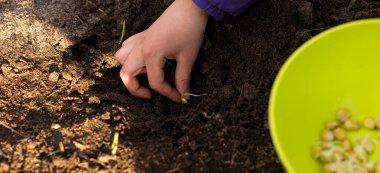 Tomurcuklanmış mısır taneleri ekme süreci. Küçük tatlı kız mısır ekiyor.