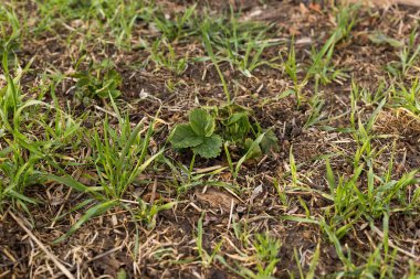 Genç çilek tohumu kumlu toprakta.