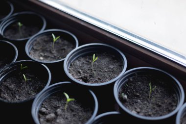 Tohumları ekmeye hazırlama süreci