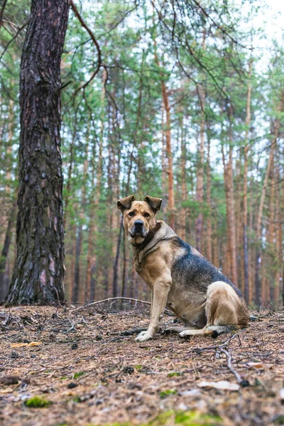 Grand Chien Brun Dans Forêt Automne — Photo