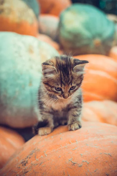 Chaton Gris Mignon Assis Sur Une Pile Citrouilles — Photo